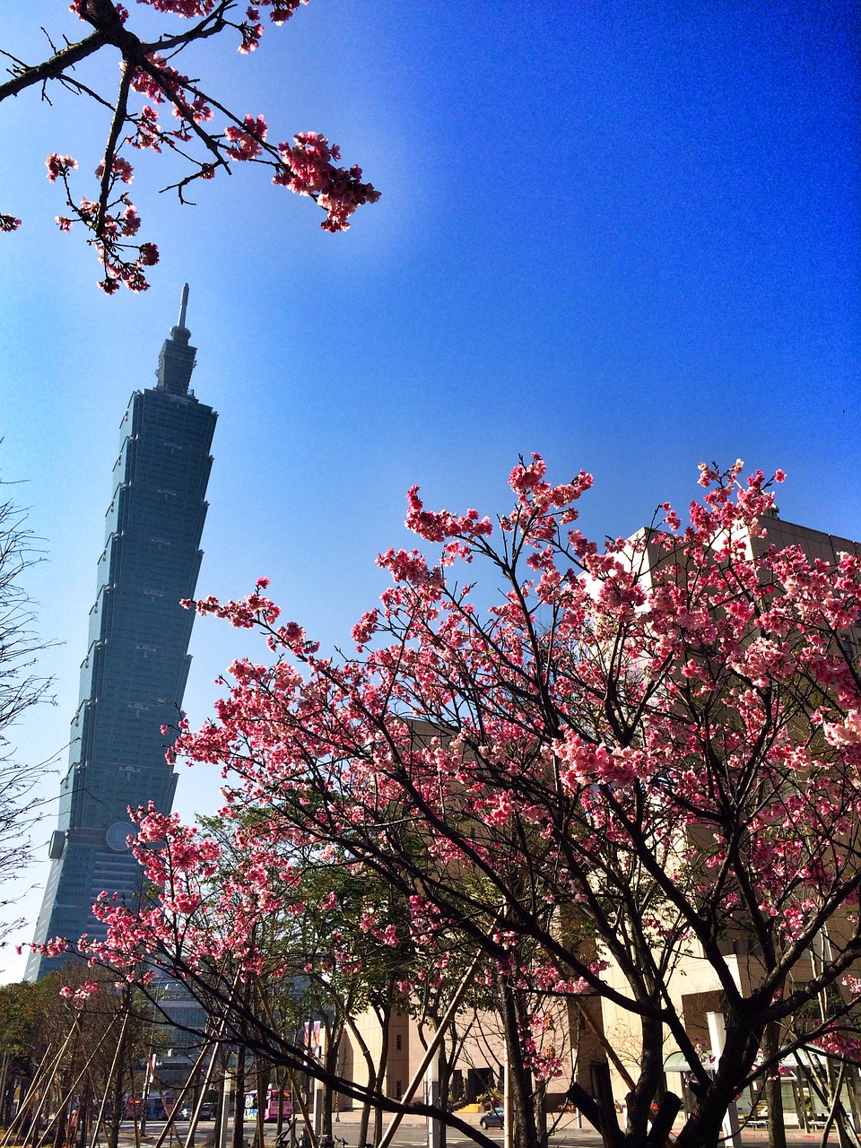 Taivanas, Taipei, Architektūra, 101, Pavasaris, Kelionė, Orientyras, Miesto Panorama, Gėlė, Žydėti