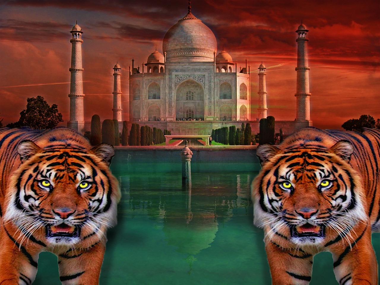 Taj Mahal, Tigras, Indija, Katė, Spalvinga, Karaliaus Tigras, Bengališkas Tigras, Nemokamos Nuotraukos,  Nemokama Licenzija