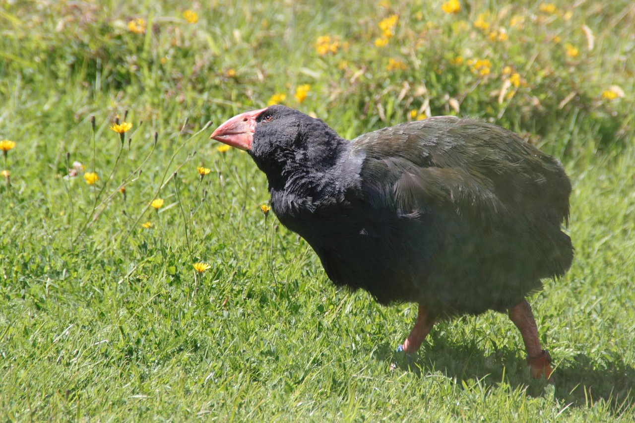 Takahe, Naujoji Zelandija, Paukštis, Gimtoji, Skrydis Be Skrydžio, Vietiniai, Rūšis, Laukinė Gamta, Rallidae, Laukiniai