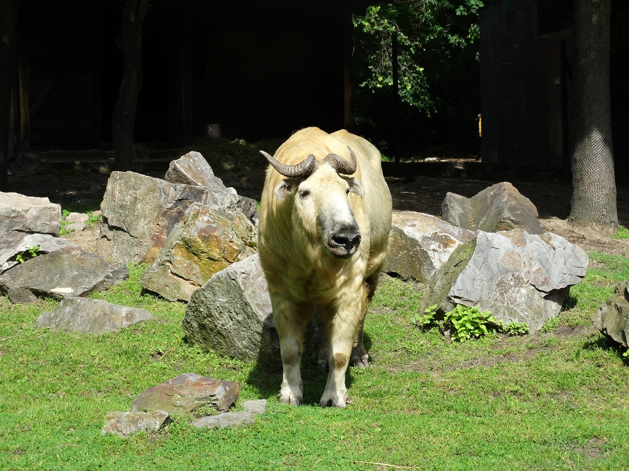 Takin, Galvijų Zomšys, Gnu Ožka, Ožkų Antilopė, Gyvūnas, Gamta, Zoologijos Sodas, Laukinė Gamta, Laukiniai, Safari