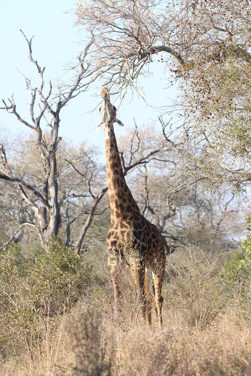 Aukštas, Žirafa, Afrika, Gyvūnas, Safari, Laukinė Gamta, Kaklas, Medis, Stovintis, Nemokamos Nuotraukos
