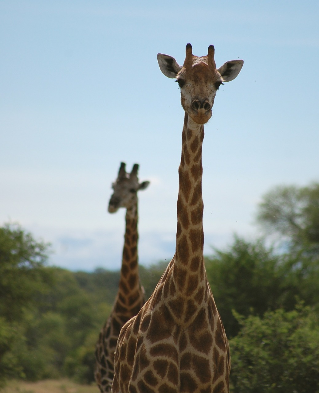 Aukštas, Žirafos, Afrikos, Safari, Nemokamos Nuotraukos,  Nemokama Licenzija