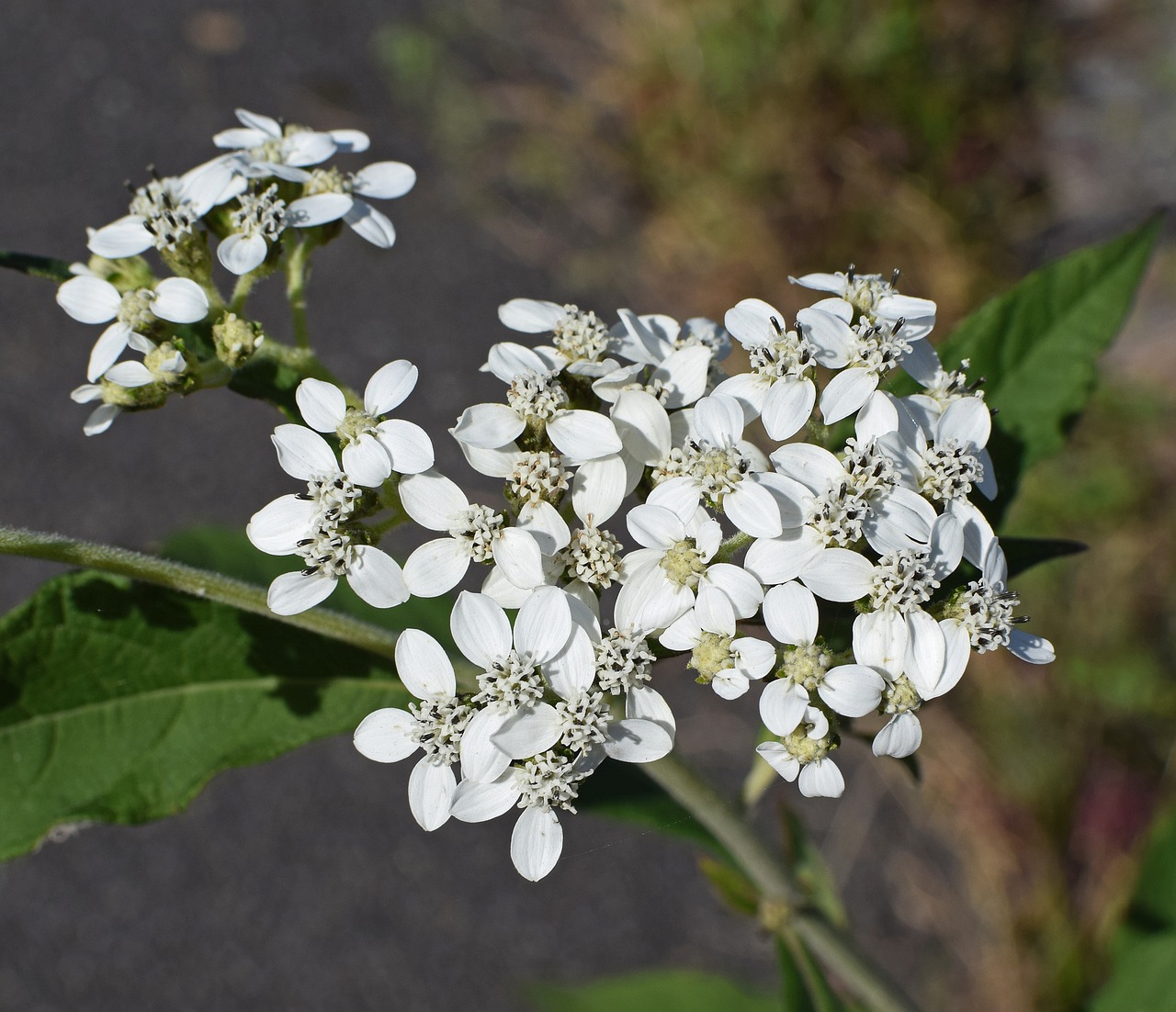 Aukštas Boneset, Gėlė, Iš Arti, Wildflower, Žiedas, Žydėti, Augalas, Gamta, Balta, Juoda