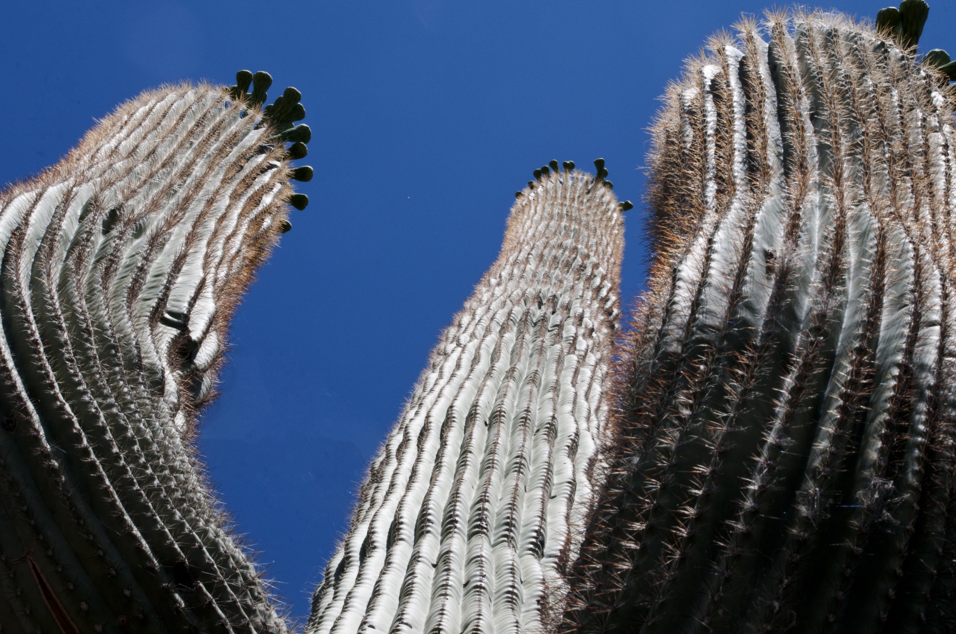 Saguaro,  Saguaros,  Kaktusai,  Kaktusas,  Dykuma,  Gamta,  Lauke,  Arizona,  Aukštas,  Ieško & Nbsp