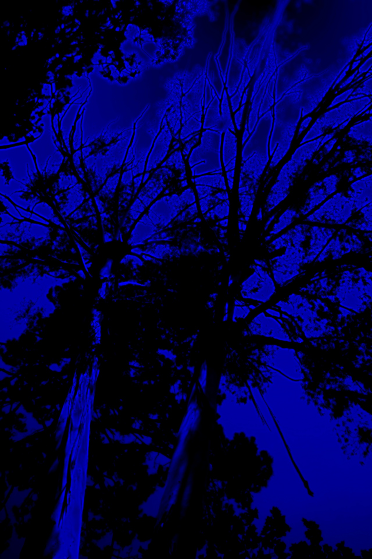 Medžiai,  Aukštas,  Juoda,  Siluetas,  Fonas,  Mėlynas,  Neonas,  Abstraktus,  Aukšti Medžiai Prieš Mėlyną Fone, Nemokamos Nuotraukos