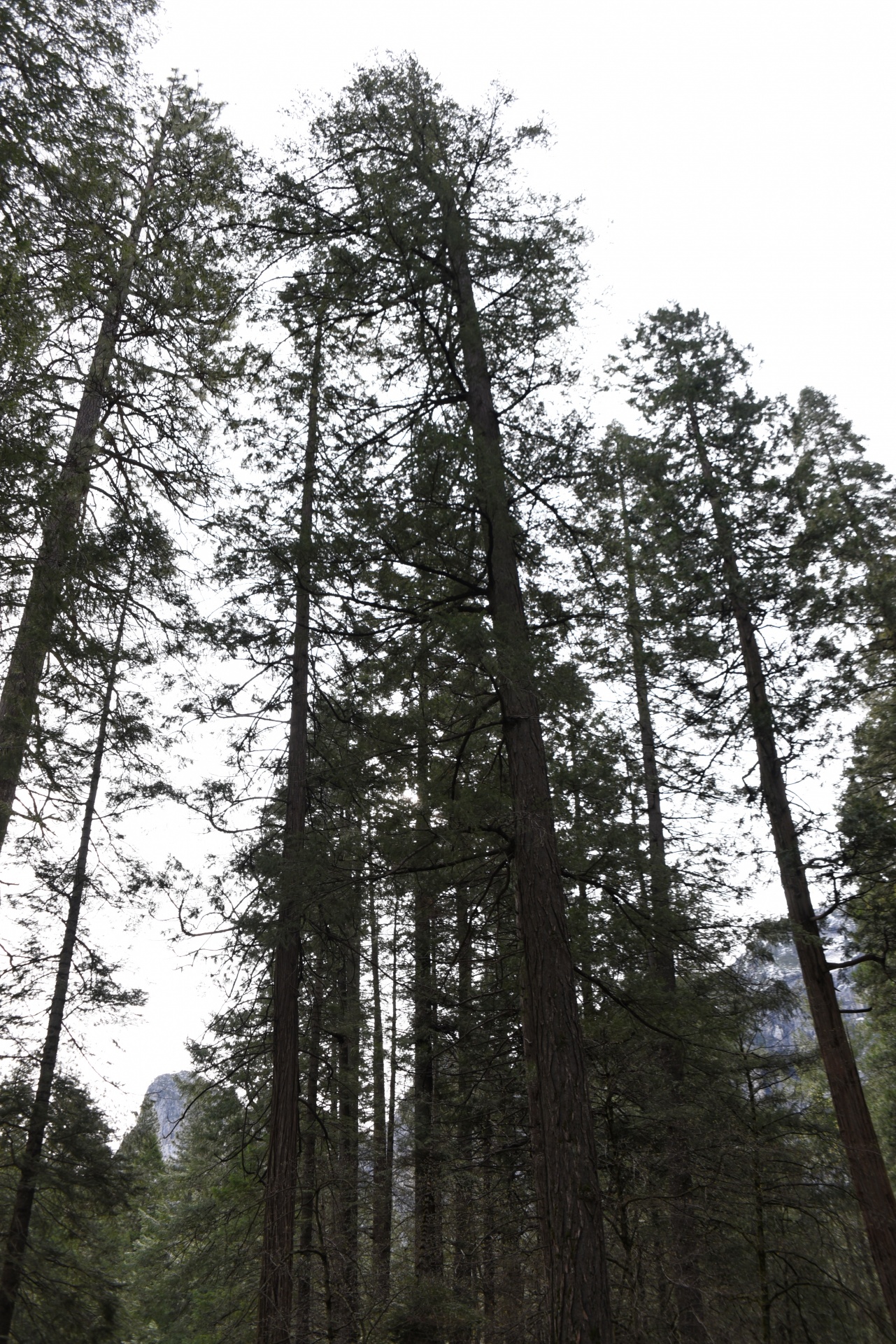 Aukštas,  Medžiai,  Josemitas,  Nacionalinis & Nbsp,  Parkas,  Pušys,  Redwoods,  Gamta,  Vaizdingas,  Fonas