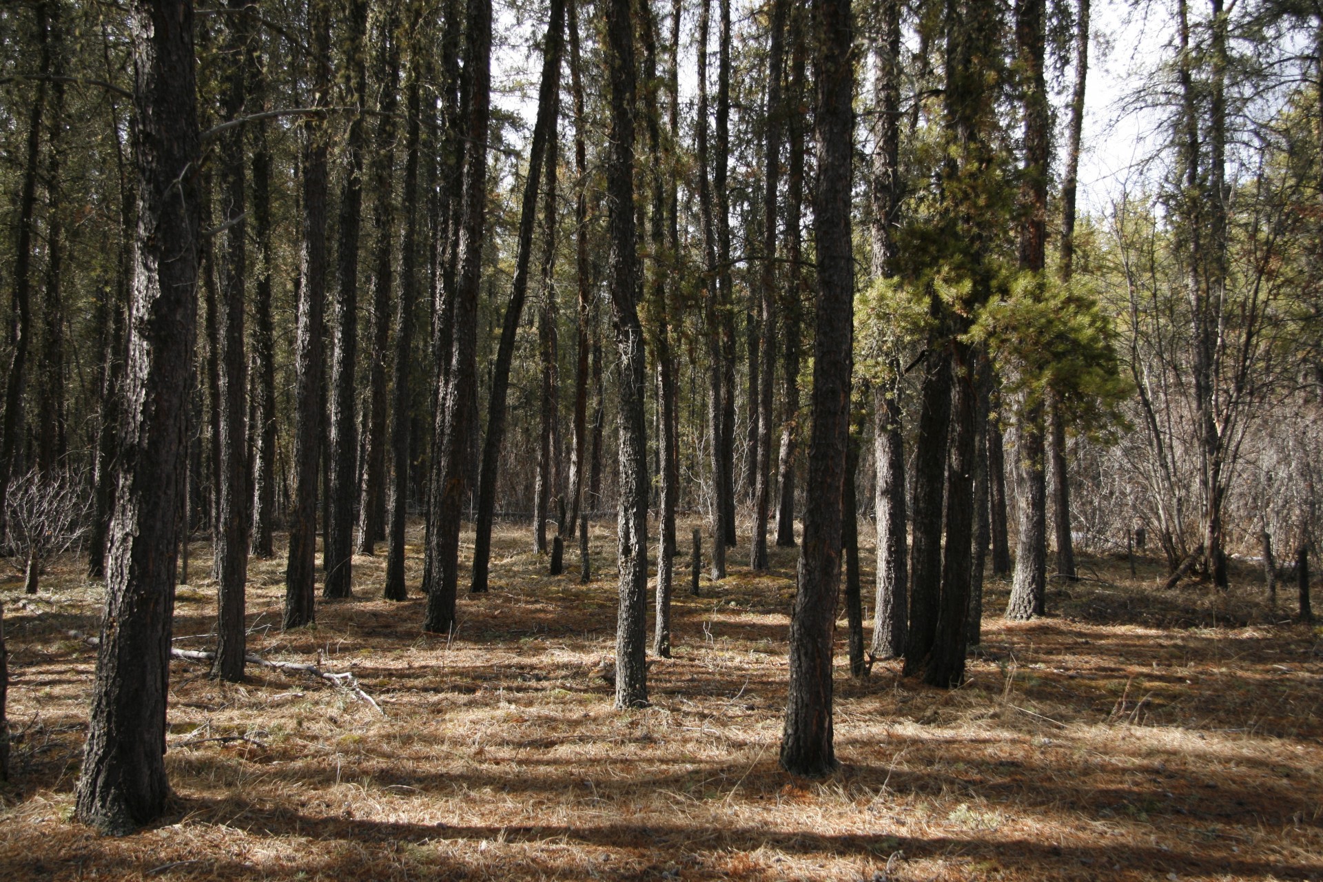 Tamarack,  Medžiai,  Miškas,  Tamarack Medžių Miškas, Nemokamos Nuotraukos,  Nemokama Licenzija