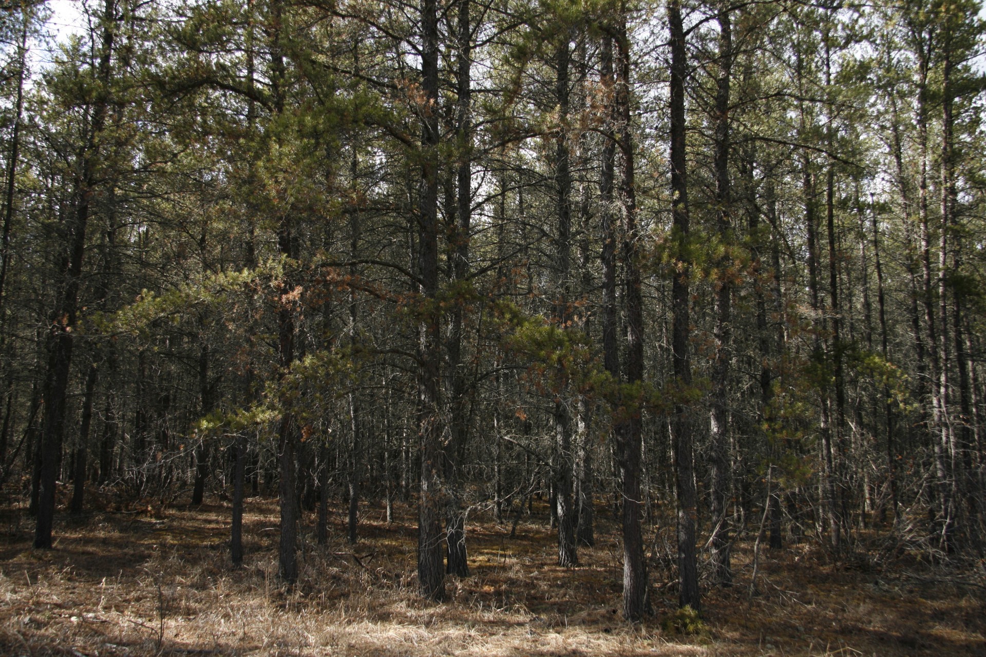 Tamarack,  Medžiai,  Miškas,  Tamarack Medžių Miškas, Nemokamos Nuotraukos,  Nemokama Licenzija