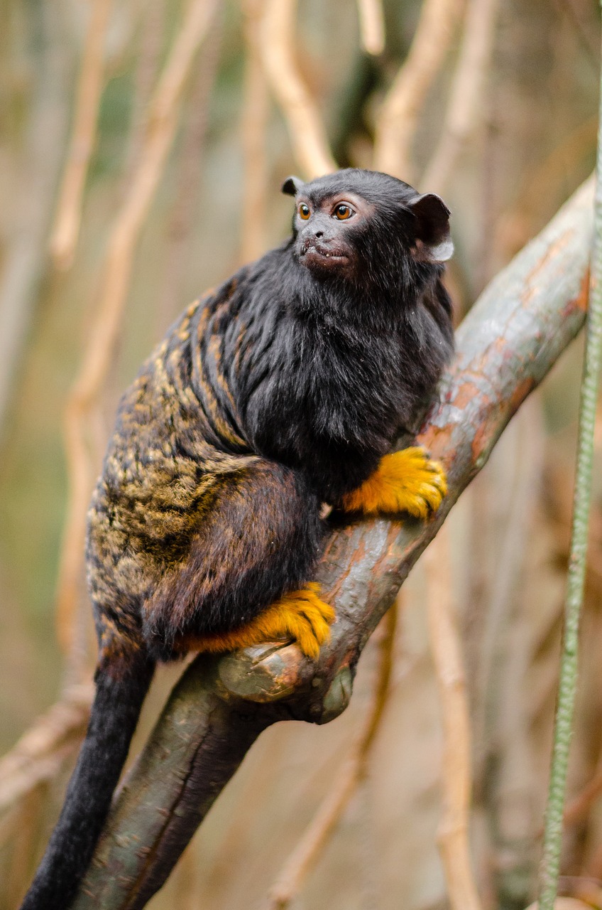 Tamarinas Su Raudonomis Rankomis, Raudonas Rankas Tamarinas, Tamarindo Geltonosios Rankos, Saguinus Midas, Beždžionė, Šeima Cebidae, Žinduolis, Laukinis Gyvūnas, Gyvūnai, Fauna