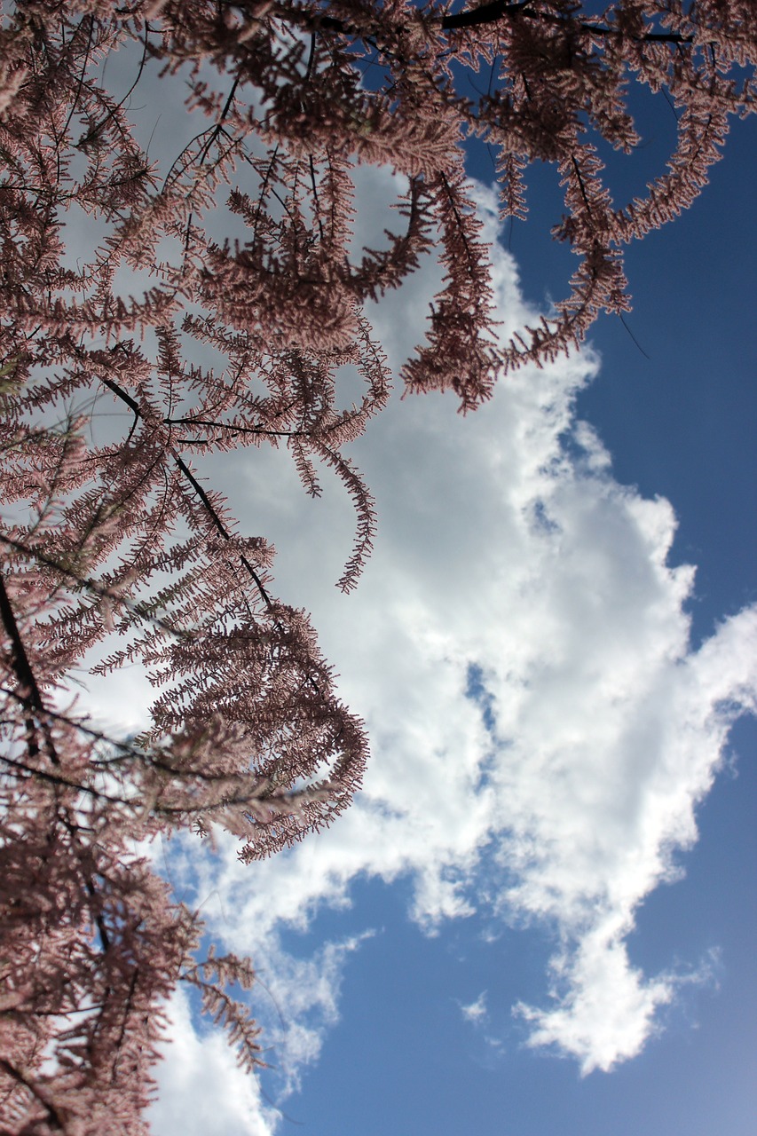 Tamarisk, Krūmas, Dangus, Nemokamos Nuotraukos,  Nemokama Licenzija