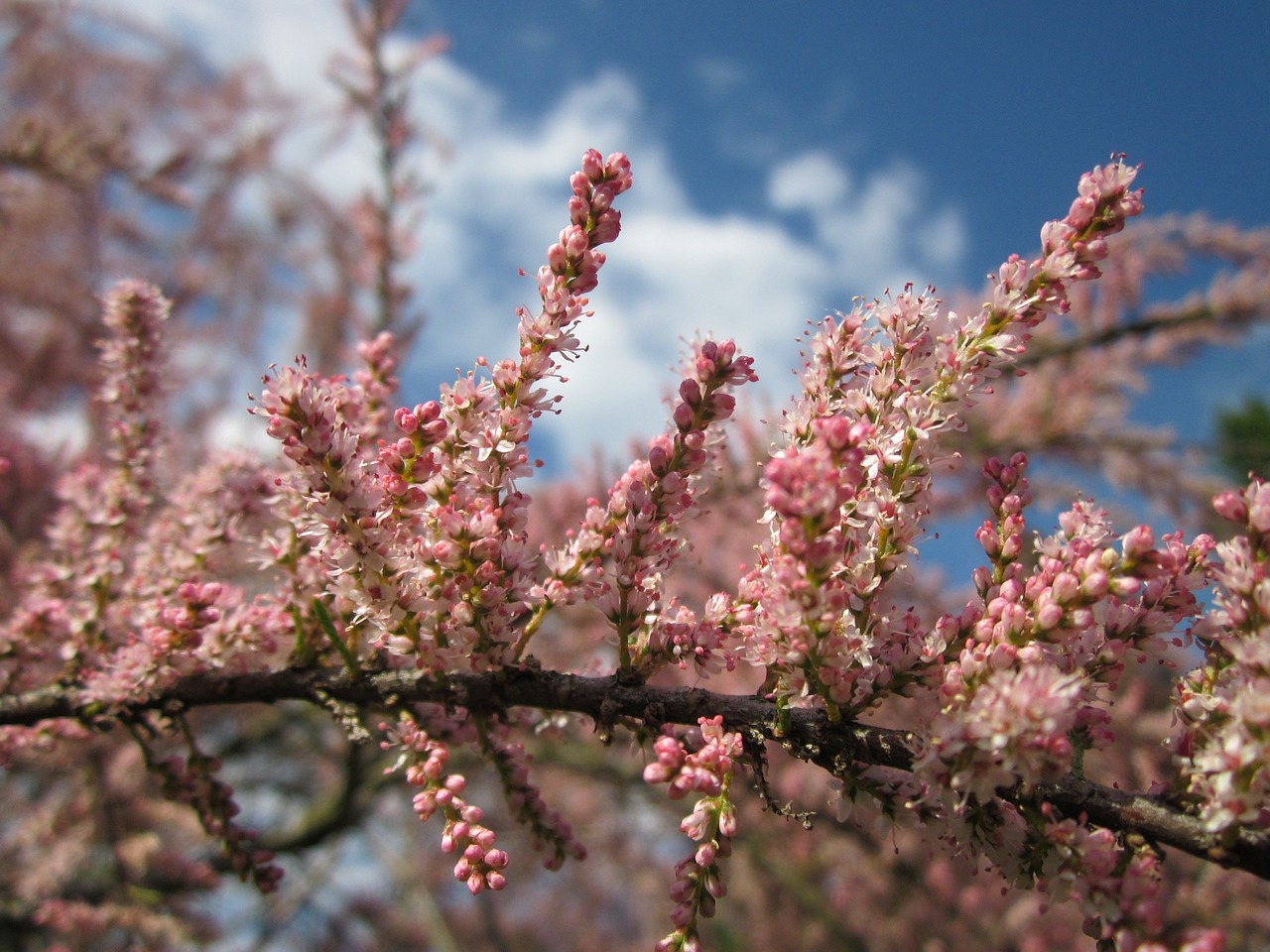 Tamarix Gallica,  Prancūzų Tamarisk,  Krūmas,  Medis,  Žydi,  Gėlės,  Flora,  Botanika,  Augalas,  Rūšis