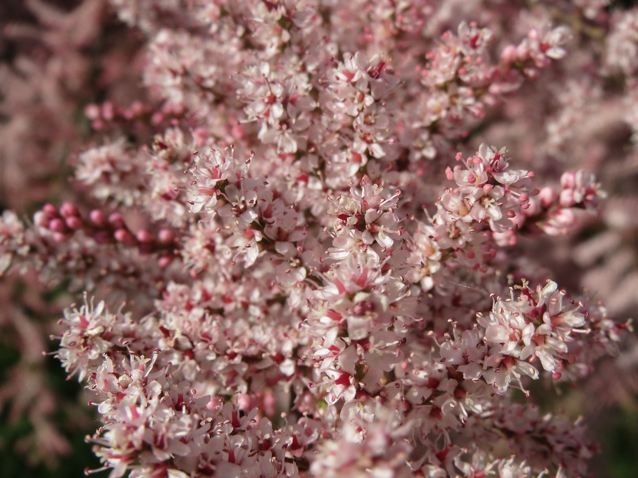 Tamarix Gallica, Prancūzų Tamarisk, Krūmas, Žydi, Makro, Flora, Botanika, Augalas, Nemokamos Nuotraukos,  Nemokama Licenzija