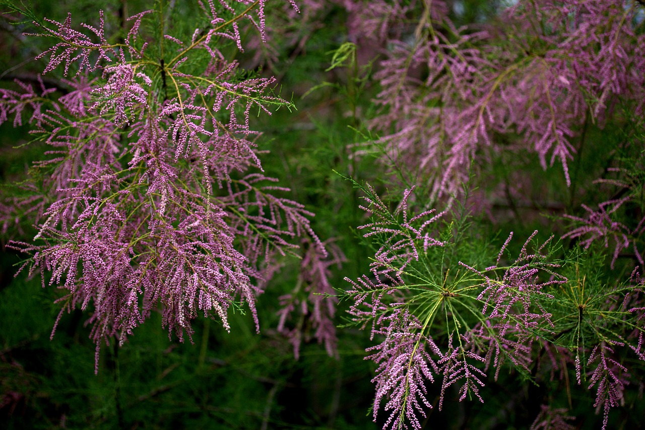 Tamarix Tetrandra, Šaltalankis, Kasejus, Gėlės, Mov, Dekoratyvinis, Laukiniai, Medis, Klestėjo, Nemokamos Nuotraukos