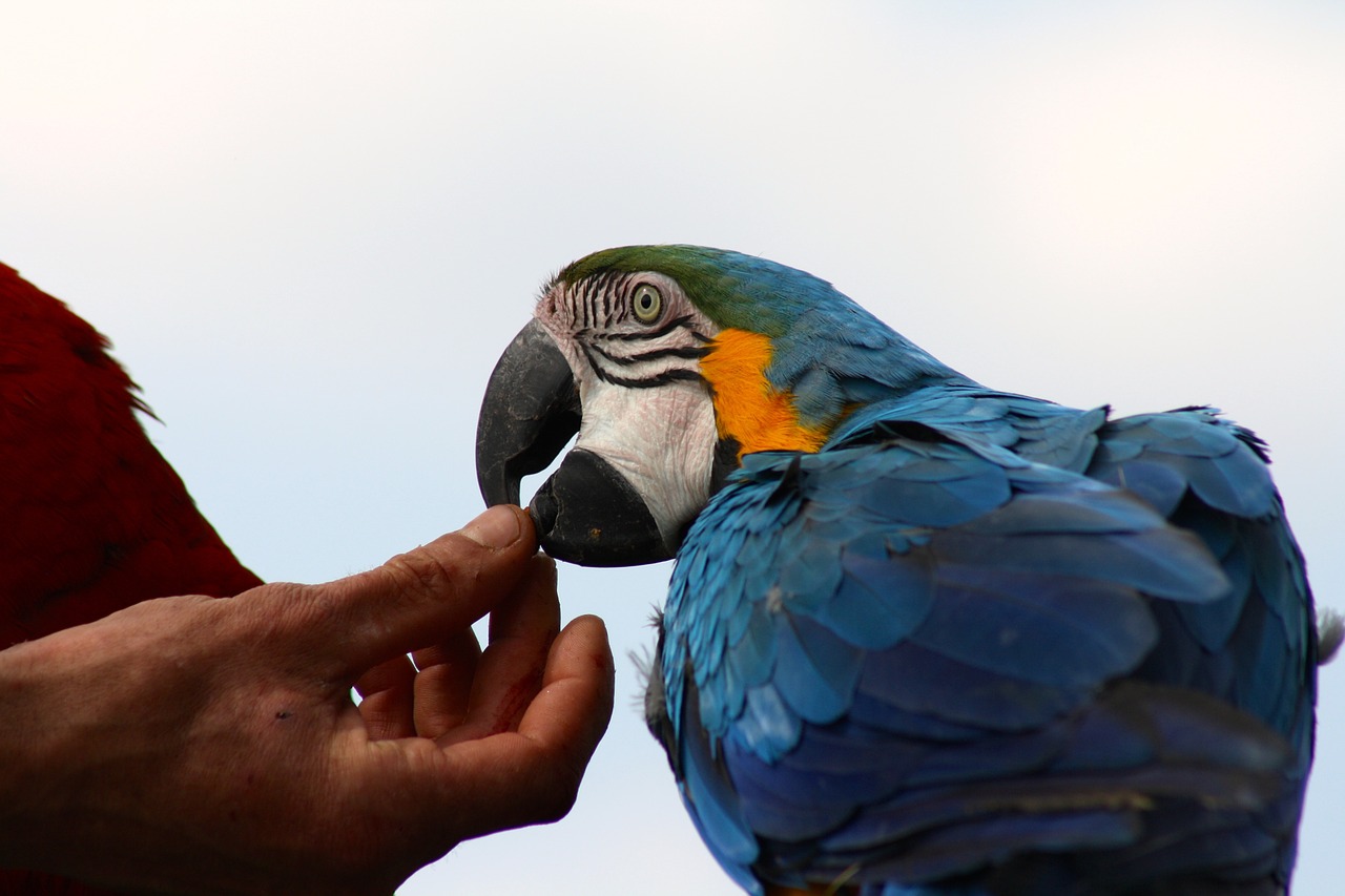 Tame Blue Macaw, Mėlynas Papūga Maitinimas, Rankomis Paduotos Papūgos, Nemokamos Nuotraukos,  Nemokama Licenzija