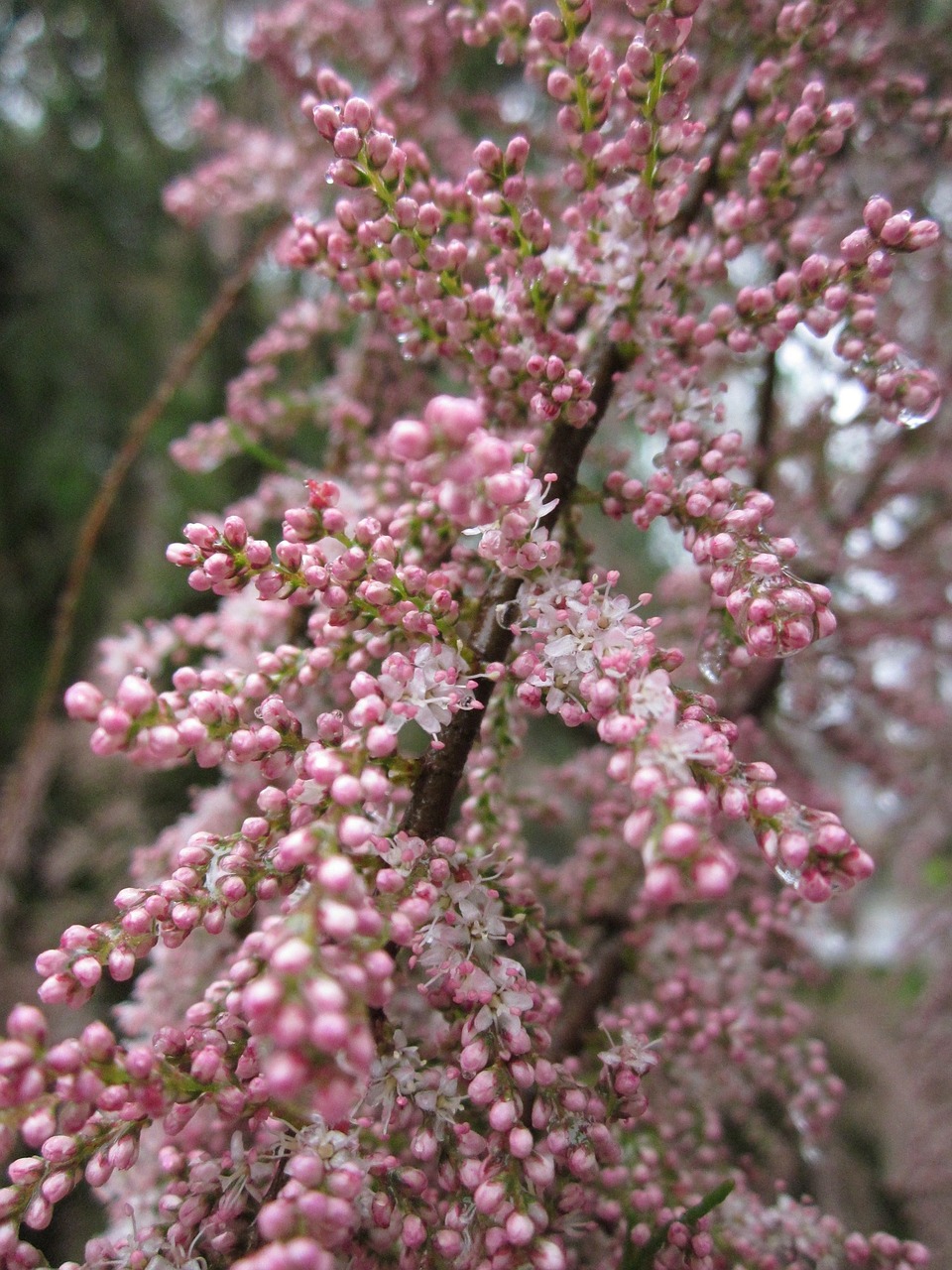 Tamrix,  Tamarisk,  Druskos Kedras,  Medis,  Krūmas,  Flora,  Žiedynas,  Makro,  Žiedas,  Botanika