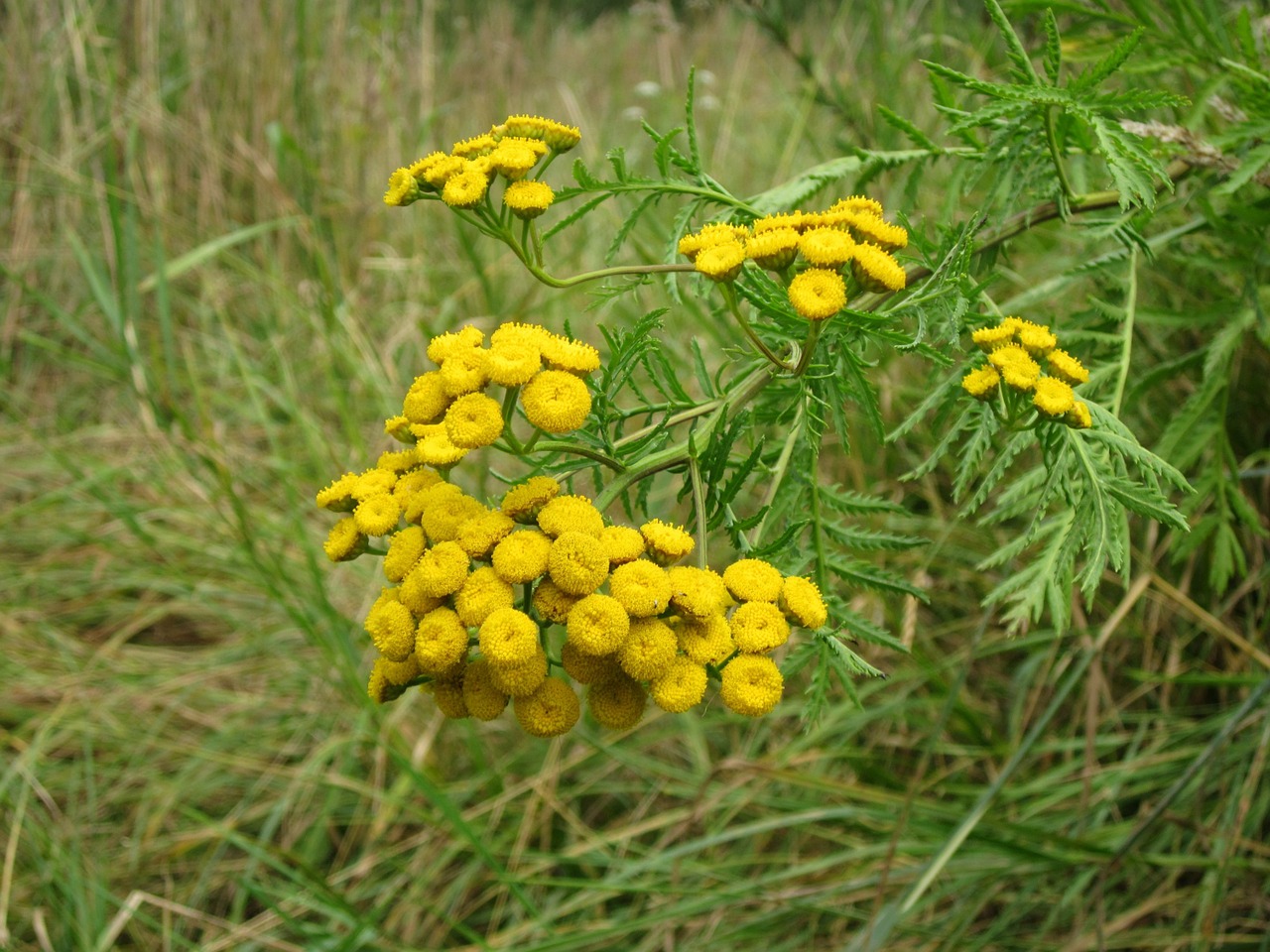 Tanacetum Vulgare,  Tansy,  Gėlė,  Flora,  Botanika,  Rūšis,  Žiedas,  Augalas,  Wildflower,  Karvė Kartaus