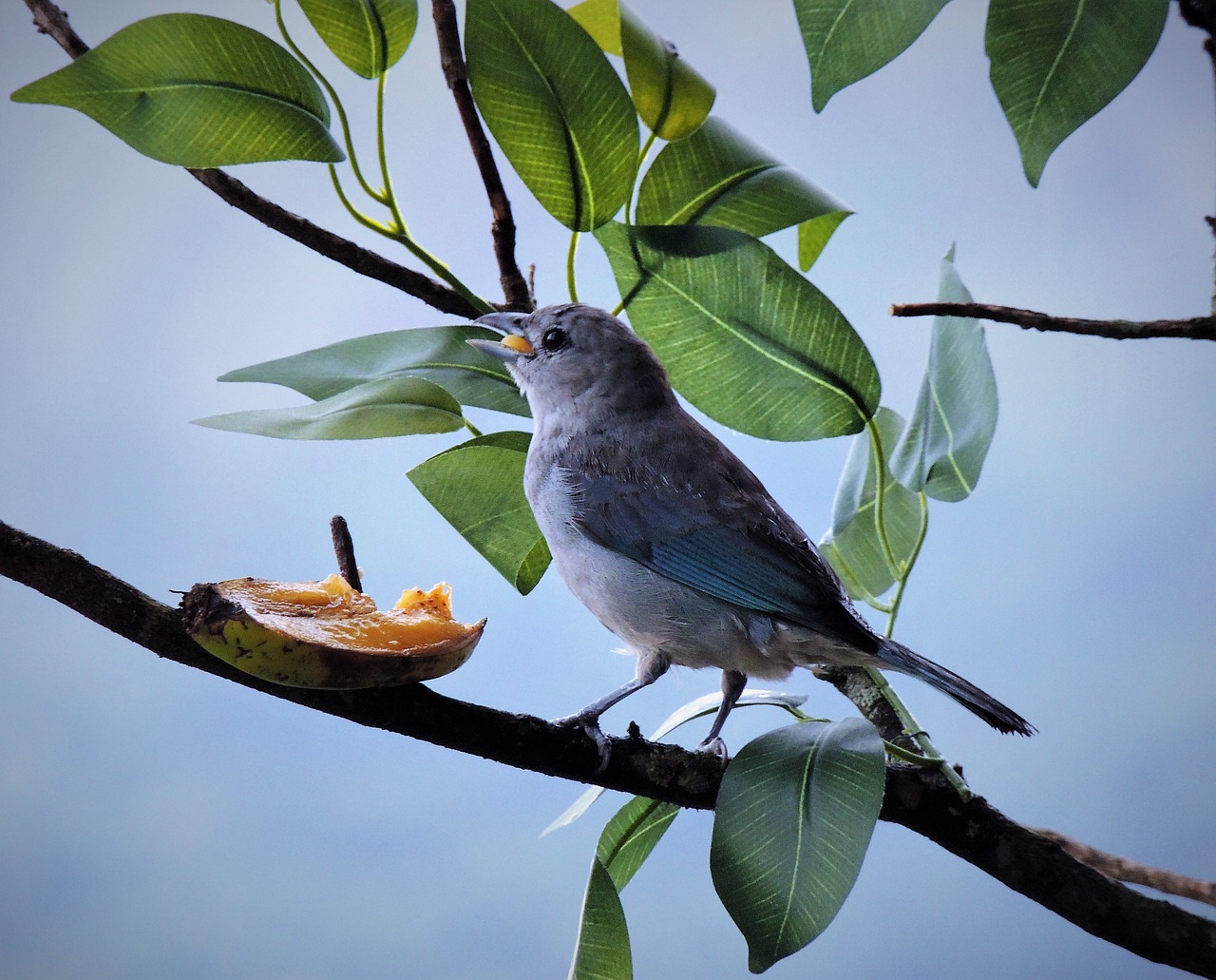 Tanager, Pilka, Paukštis, Azure Pilka, Valgymas, Filialas, Nemokamos Nuotraukos,  Nemokama Licenzija