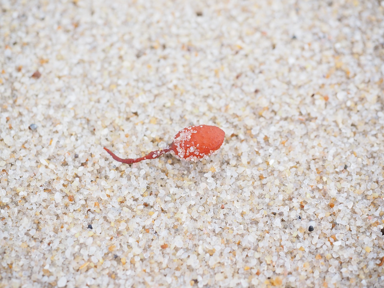 Tang, Jūros Dumbliai, Šlapimo Pūslė, Smėlis, Jūra, Raudona, Oranžinė, Rausvai, Fucus Vesiculosus, Ruda