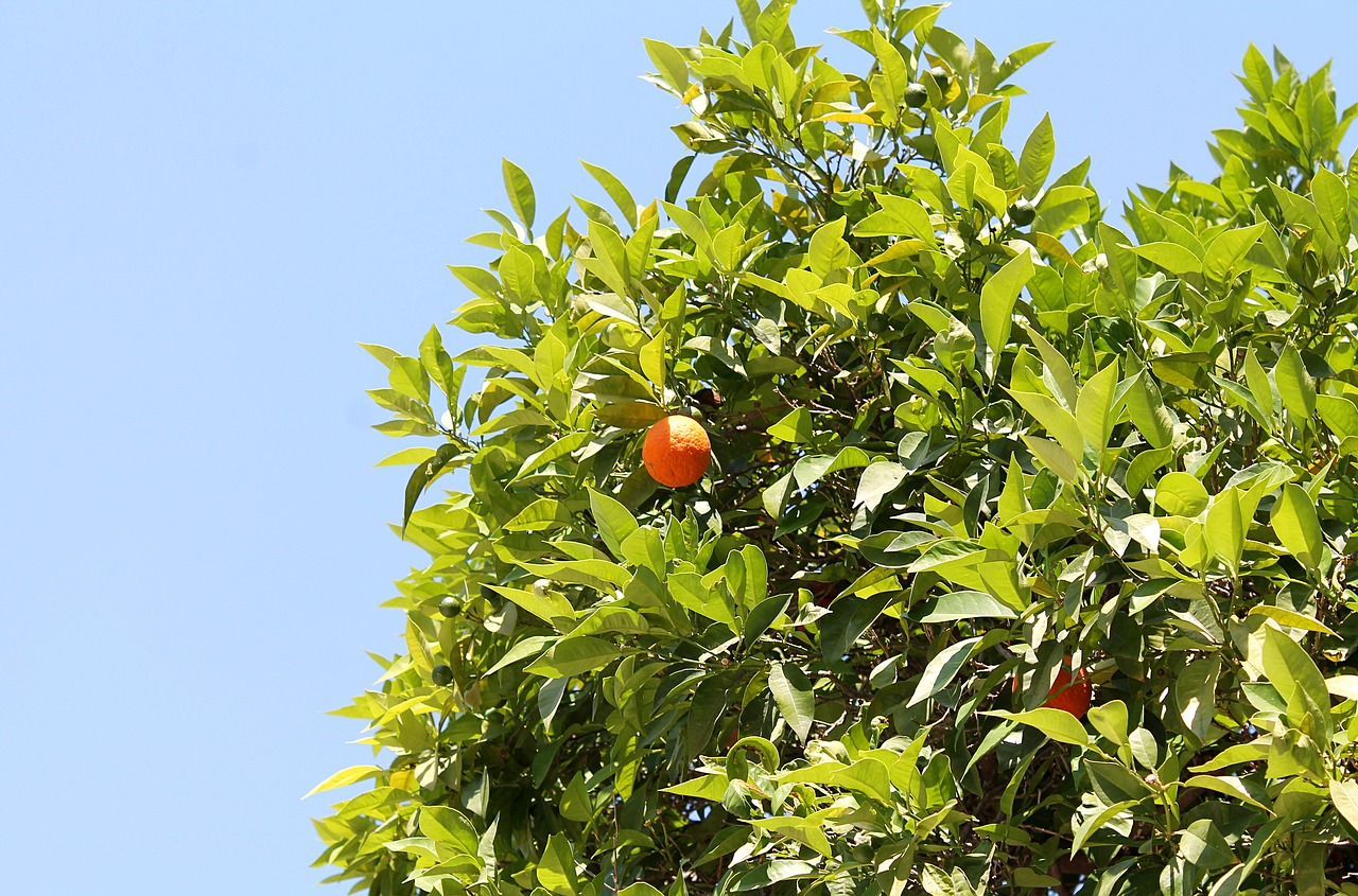 Tangerine,  Mandarinai,  Vaisių Medžiai,  Pietų Augalai,  Vaisių,  Pobūdį,  Visžalis Medis,  Citrusinių,  Rutaceae, Nemokamos Nuotraukos