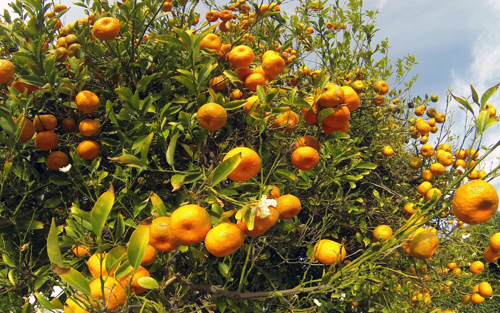 Mandarinas,  Mandarinai,  Medis,  Vaisiai,  Vaisius & Nbsp,  Medis,  Dangus,  Mėlynas,  Oranžinė,  Pavasaris