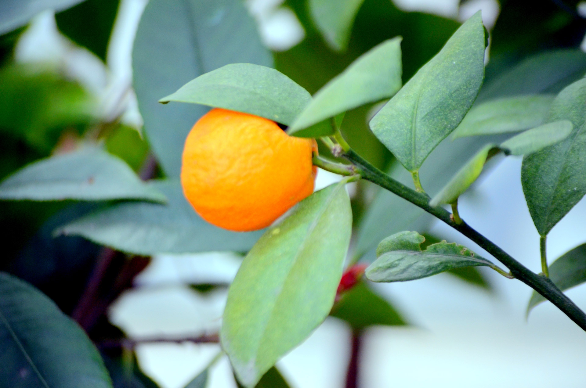 Mandarinas,  Oranžinė,  Vaisiai,  Citrusiniai,  Medis,  Lapai,  Lapai,  Augti,  Auga,  Pasiimti