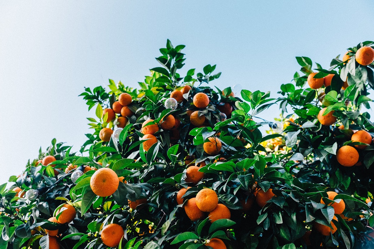 Mandarinai, Medis, Satsuma, Oranžinė, Citrusiniai, Vaisiai, Spalva, Šviežias, Sodas, Gamta