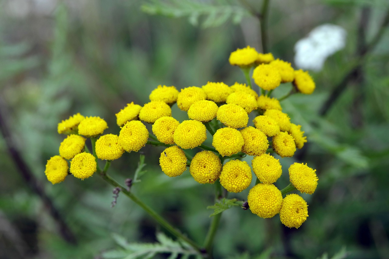 Tansy, Geltonos Gėlės, Žolė, Augalas, Piktžolių, Gamta, Mėtų, Lauko Augalas, Gėlė, Augalai