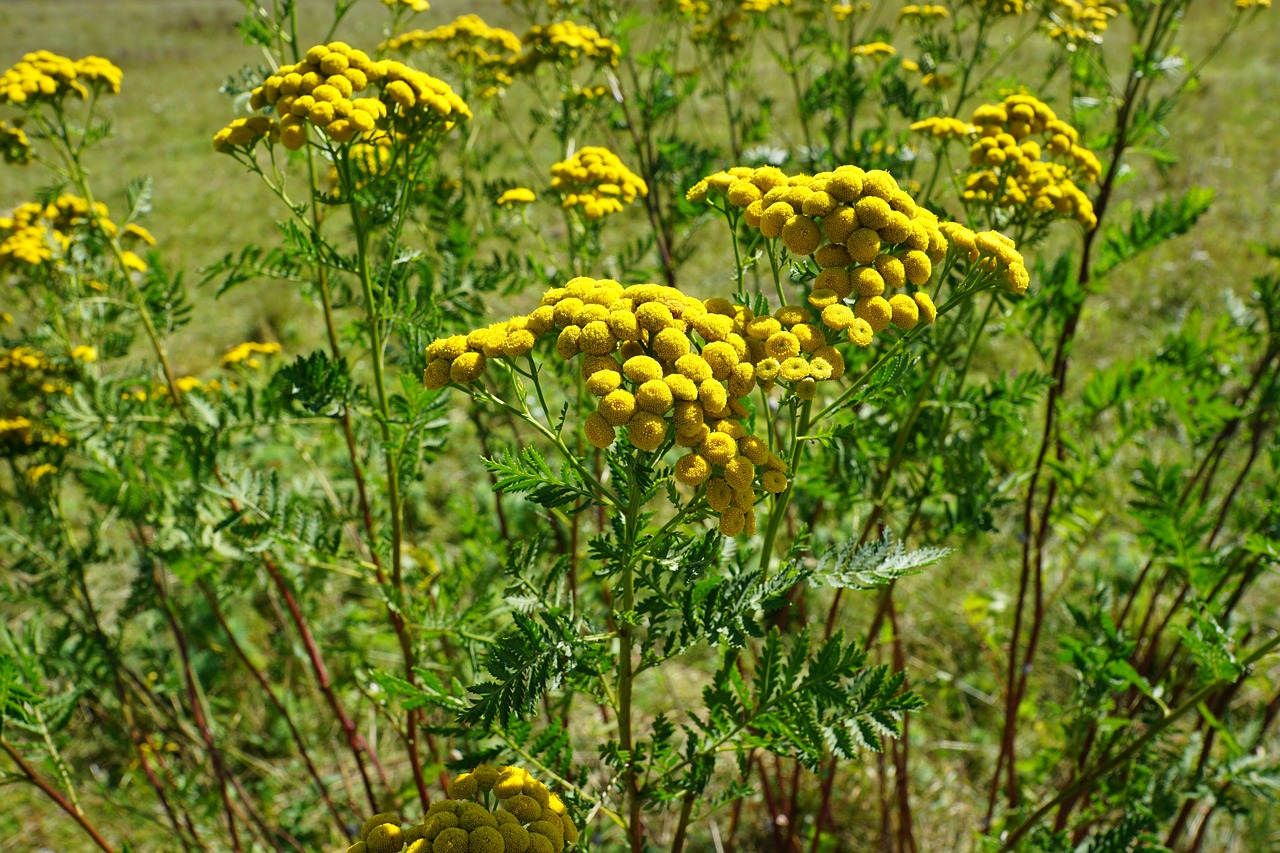 Tansy, Gėlė, Geltona, Gamta, Žalias, Augalas, Laukas, Pavasaris, Kvepalai, Aromatas