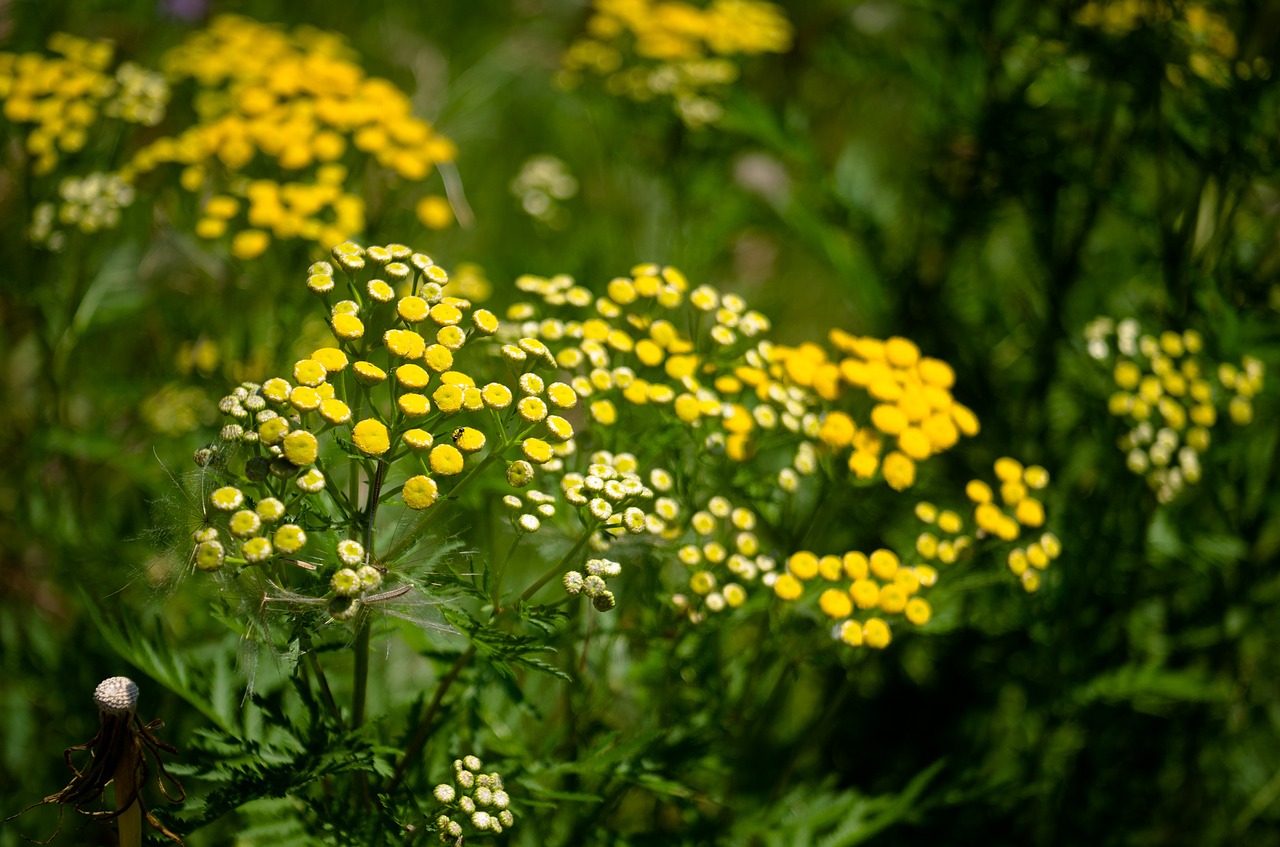 Tansy, Gėlė, Geltona, Vasara, Žiedas, Gamta, Augalas, Žydi, Sveikas, Žolelių