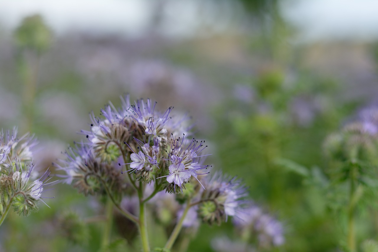 Tansy Phacelia,  Facelia,  Mėlyna,  Vasara,  Aromatas Wrotyczowa,  Violetinė,  Laukas,  Auginimą, Nemokamos Nuotraukos,  Nemokama Licenzija