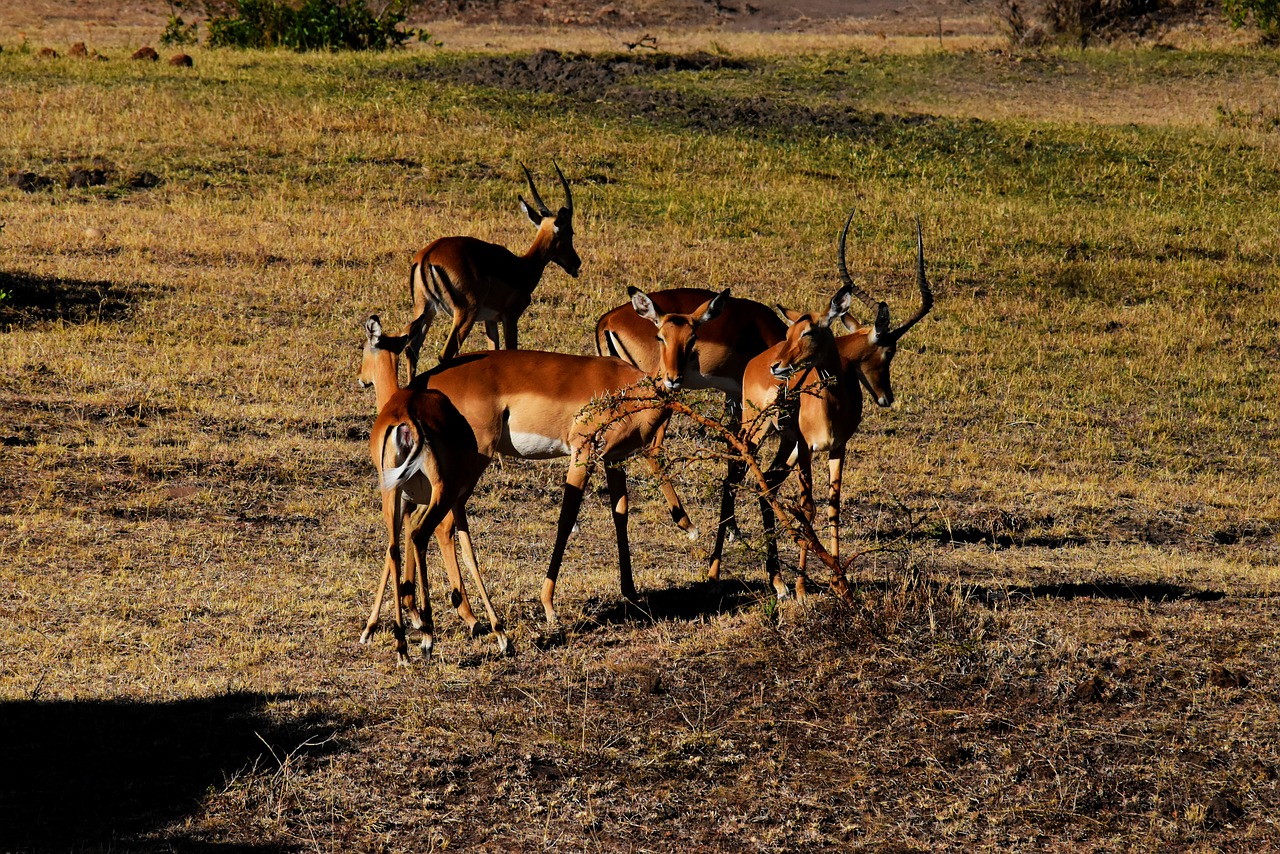 Tanzanija, Afrika, Laukinė Gamta, Gyvūnas, Safari, Savanna, Serengeti, Dykuma, Ganyklos, Nemokamos Nuotraukos