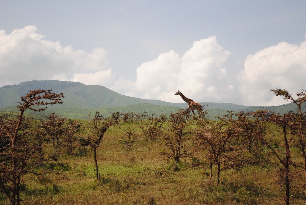 Tanzanija, Žirafa, Savanna, Afrika, Rezervas, Kelionė, Gyvūnas, Safari, Laukiniai, Laukinė Gamta