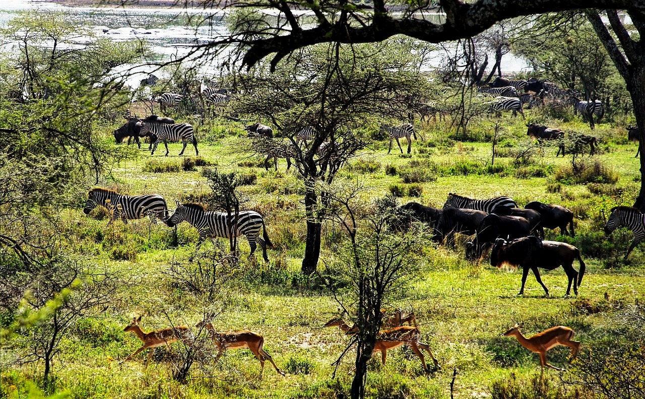 Tanzanija, Afrika, Gyvūnas, Laukinė Gamta, Safari, Gamta, Rezervas, Laukiniai, Kelionė, Natūralus