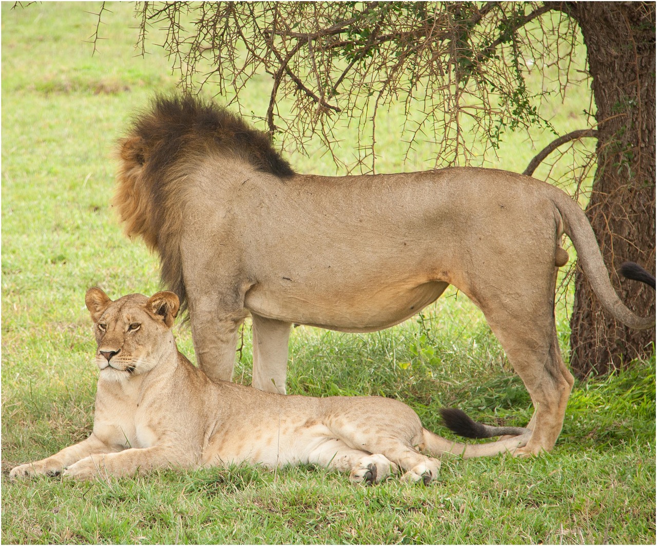 Tanzanija, Laukinė Gamta, Serengeti, Safari, Nemokamos Nuotraukos,  Nemokama Licenzija