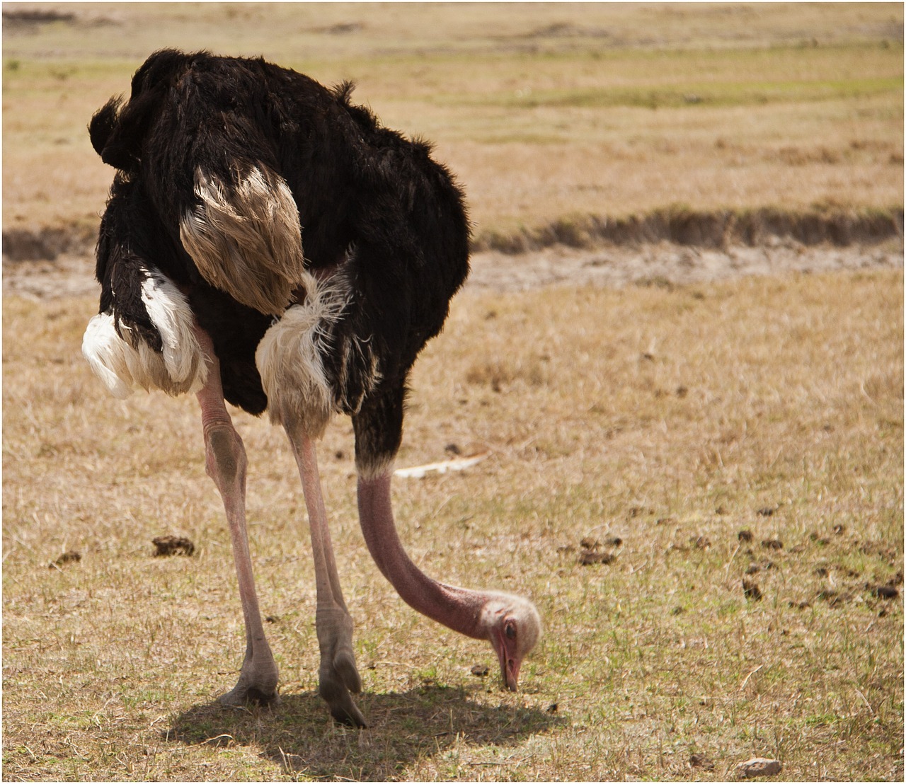 Tanzanija, Laukinė Gamta, Serengeti, Safari, Nemokamos Nuotraukos,  Nemokama Licenzija