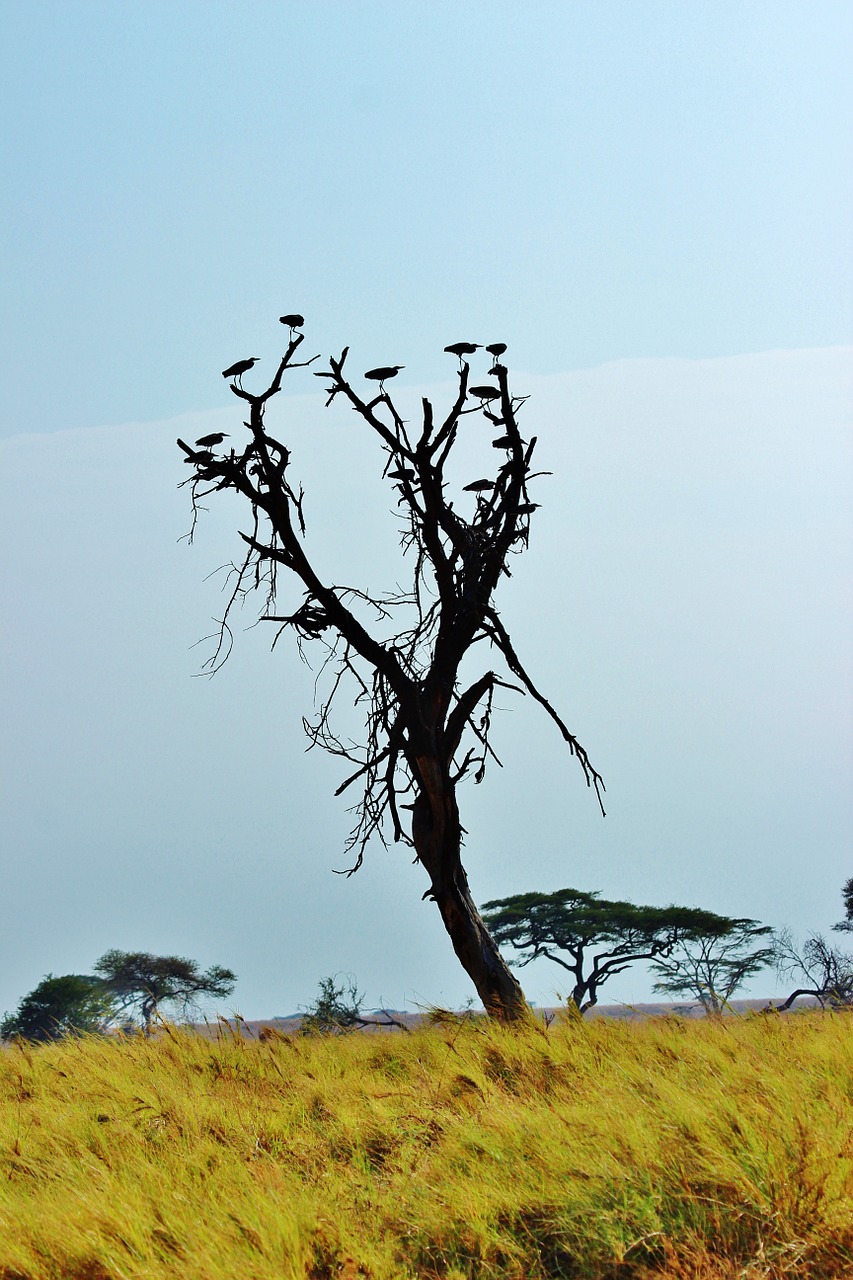 Tanzanija, Afrika, Safari, Serengeti, Gamtos Serengetis, Laukinė Gamta, Nemokamos Nuotraukos,  Nemokama Licenzija