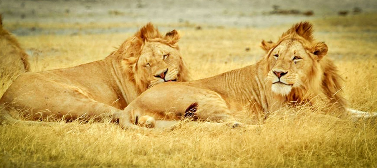 Tanzanija, Serengečio Nacionalinis Parkas, Safari, Serengeti, Gyvūnai, Liūtys, Gamtos Serengetis, Laukinė Gamta, Gamta, Laukiniai