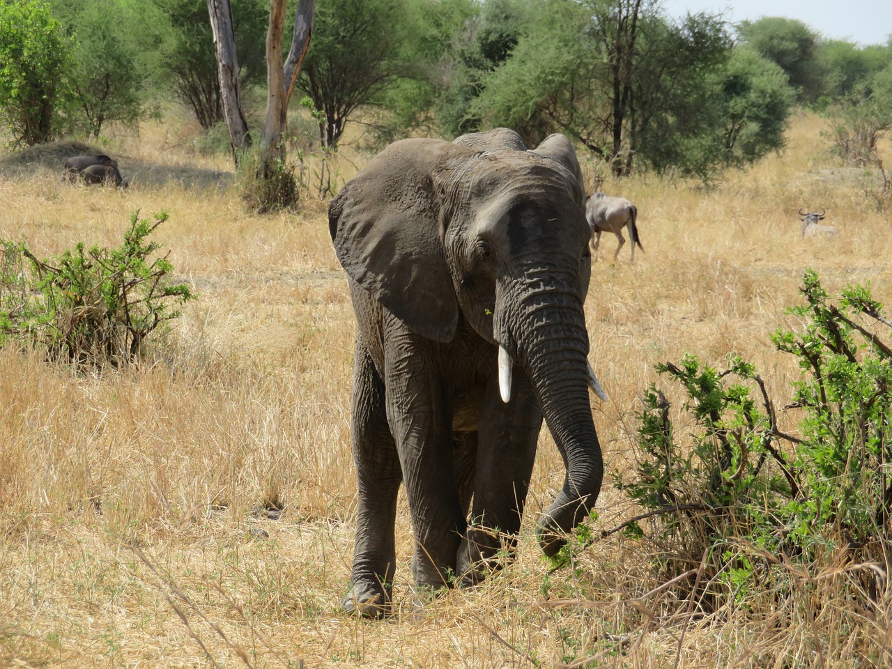 Tanzanija, Gyvūnai, Gamta, Nemokamos Nuotraukos,  Nemokama Licenzija