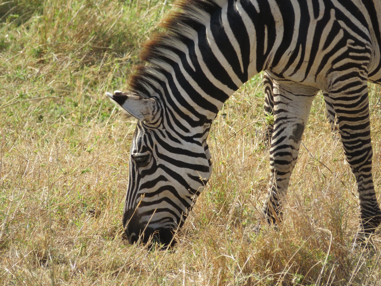 Tanzanija, Gyvūnai, Gamta, Zebra, Nemokamos Nuotraukos,  Nemokama Licenzija