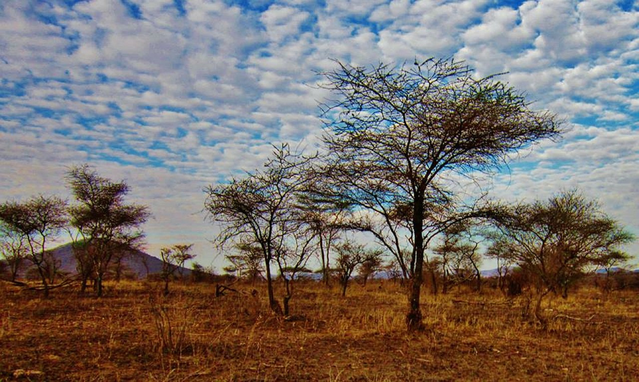 Tanzanija, Serengečio Nacionalinis Parkas, Gamtos Serengetis, Afrika, Kraštovaizdis, Peizažas, Gamta, Serengeti, Debesys, Nemokamos Nuotraukos