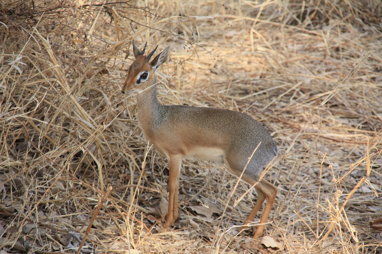 Tanzania,  Gyvūnai,  Laukinis, Nemokamos Nuotraukos,  Nemokama Licenzija