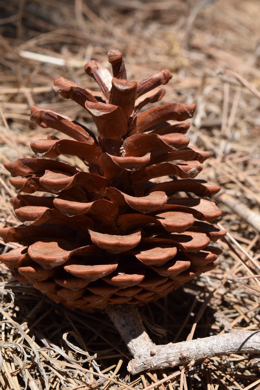 Bakstelėkite, Pušies Kankorėžiai, Gamta, Pušis, Ornamentas, Apdaila, Medis, Pinus, Spygliuočių, Saulė