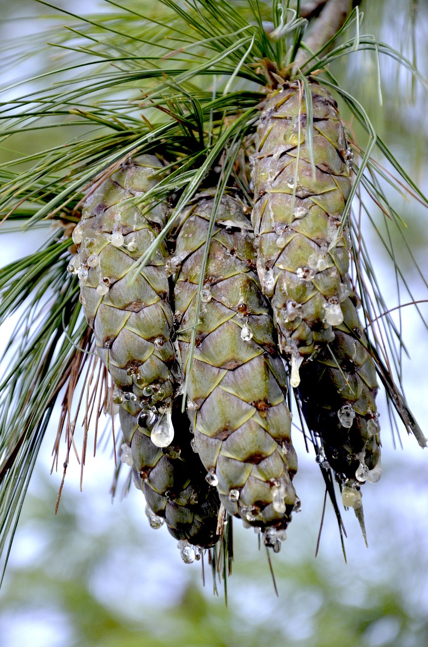 Bakstelėkite, Derva, Medis, Prisiliesti Prie Dervos, Ašaros Ašaros, Spygliuočių, Pinus Wallichiana, Wallichkiefer, Dervos Iškrovimas, Dervos Lašas