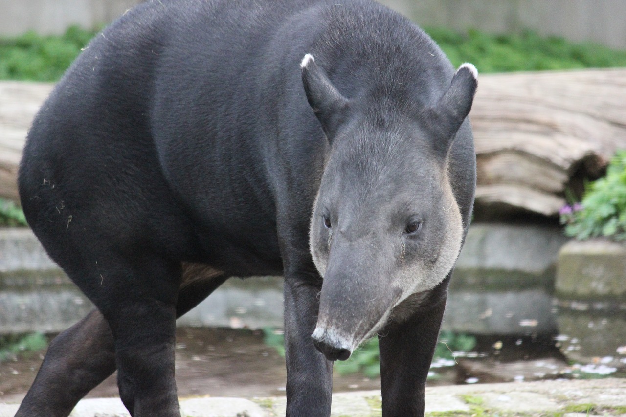 Tapiras, Zoologijos Sodas, Žinduolis, Proboscidea, Nemokamos Nuotraukos,  Nemokama Licenzija