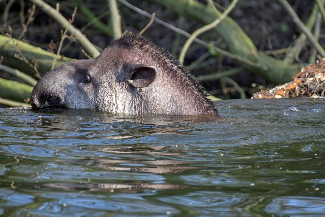 Tapyras,  Žinduoliai,  Bagažinė,  Zoologijos Sodas, Nemokamos Nuotraukos,  Nemokama Licenzija