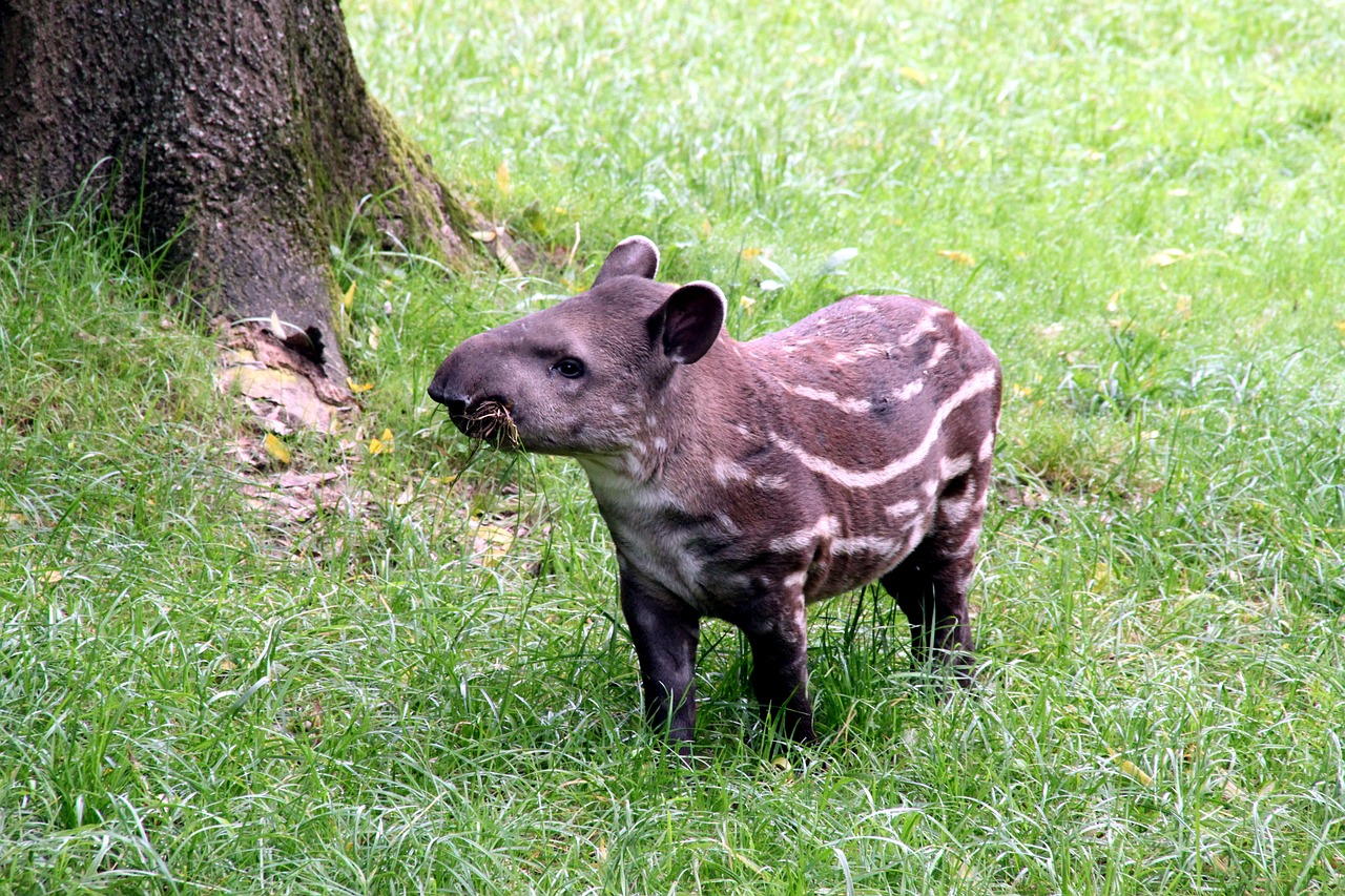 Tapyras,  Žolėdis,  Zoo,  Kailiai,  Gyvūnija,  Nosies,  Gyvūnai, Nemokamos Nuotraukos,  Nemokama Licenzija