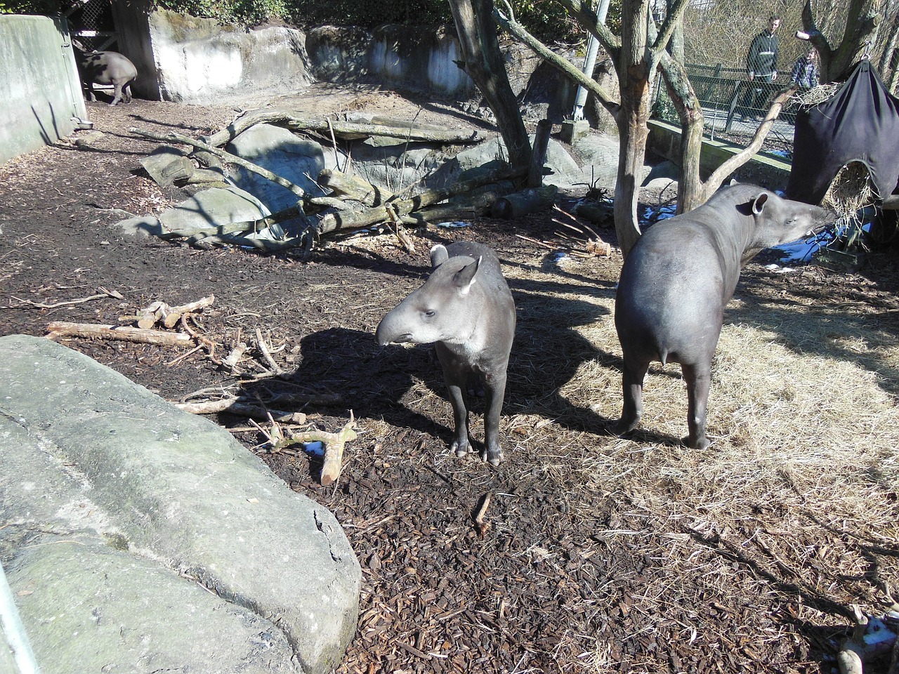 Tapiras, Žemuma Tapiras, Tapirus Terrestris, Atogrąžų Miško Gyvūnai, Žinduoliai, Pietų Amerika, Kankinti, Žolėdis, Gyvūnai, Zoologijos Sodas