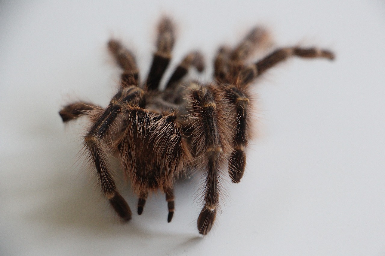 Tarantula, Oda, Plaukai, Bjaurus, Baimė, Voras, Didelis, Nuskaityti, Nemokamos Nuotraukos,  Nemokama Licenzija