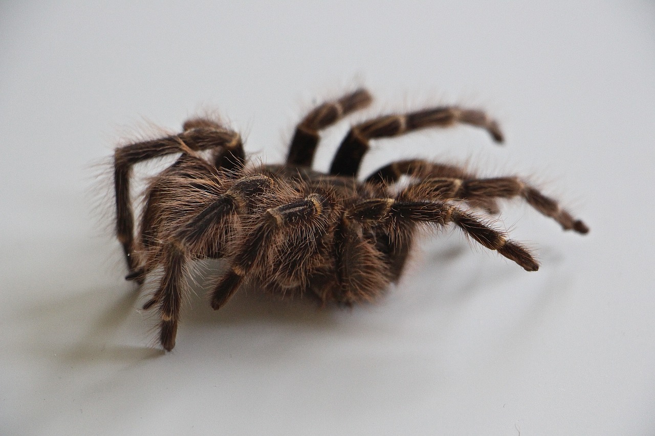 Tarantula, Oda, Plaukai, Bjaurus, Baimė, Voras, Didelis, Nuskaityti, Odos Apdaila, Plaukuotas