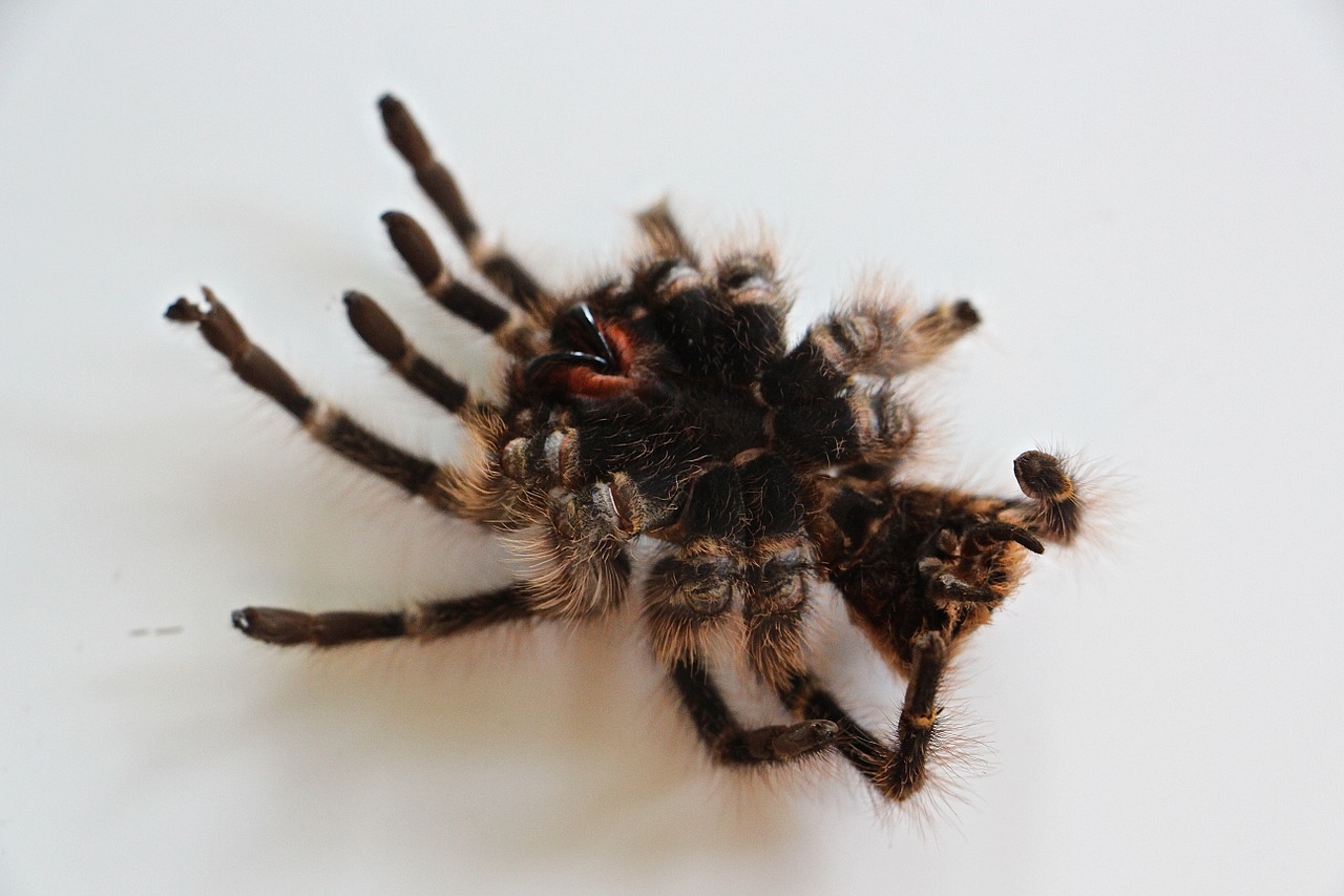 Tarantula, Oda, Plaukai, Bjaurus, Baimė, Voras, Didelis, Odos Apdaila, Plaukuotas, Kailiai Ir Odos